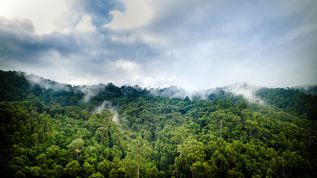 Climate Resilience - Trees And Forests: An Investment In Climate Resilience