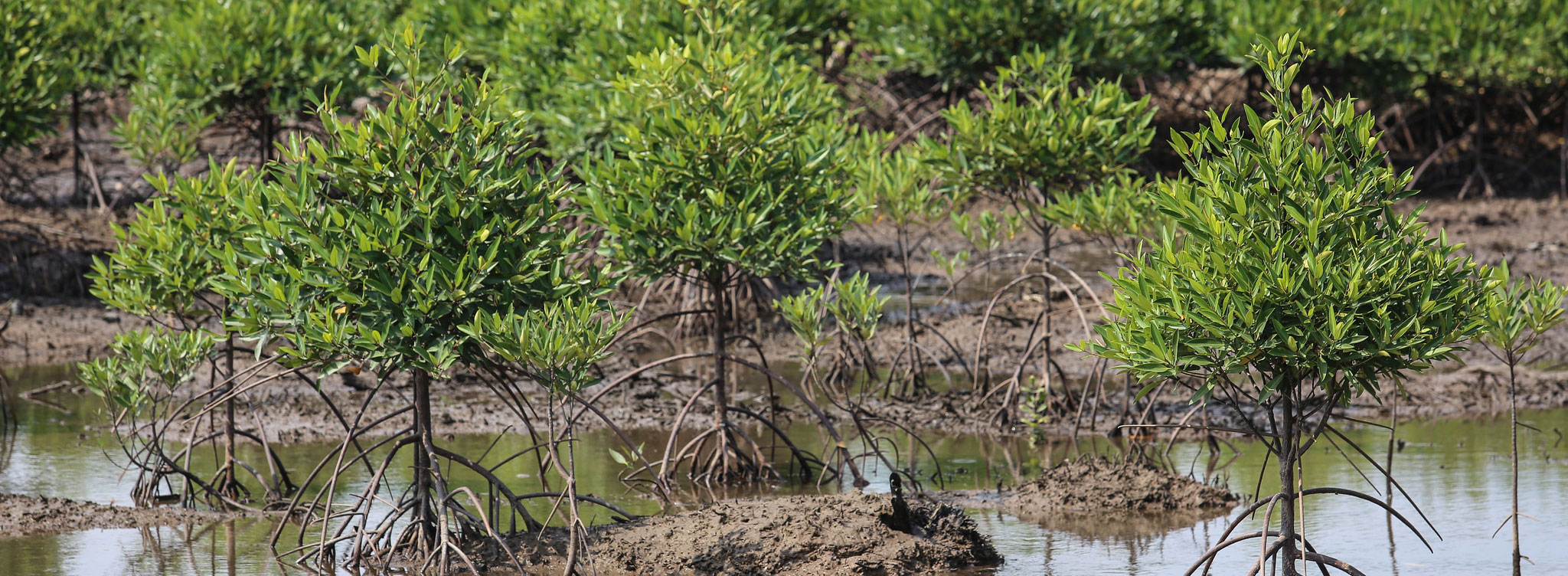 Background - Mangrove restoration in Banyuasin