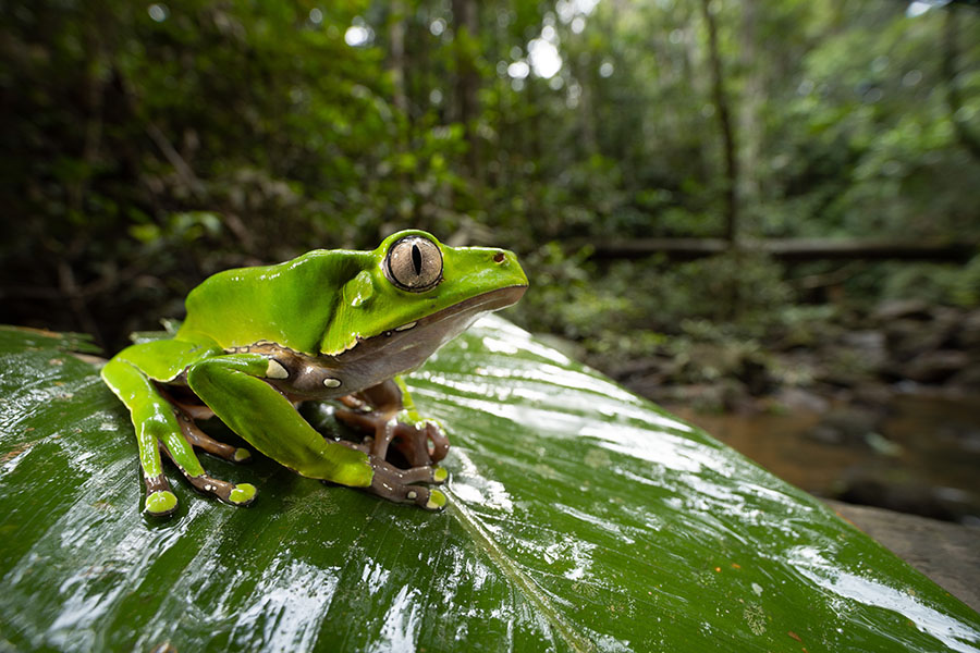 What works to boost forest conservation outcomes? 