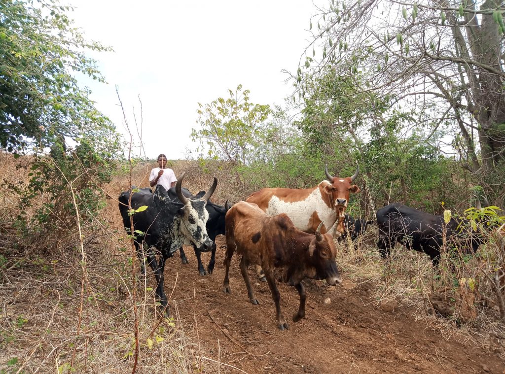 Zebu and herder, Madagascar. Photo by CIFOR-ICRAF