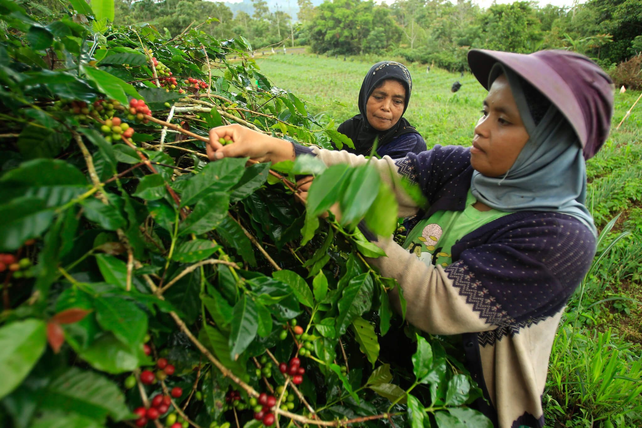 News | CIFOR-ICRAF