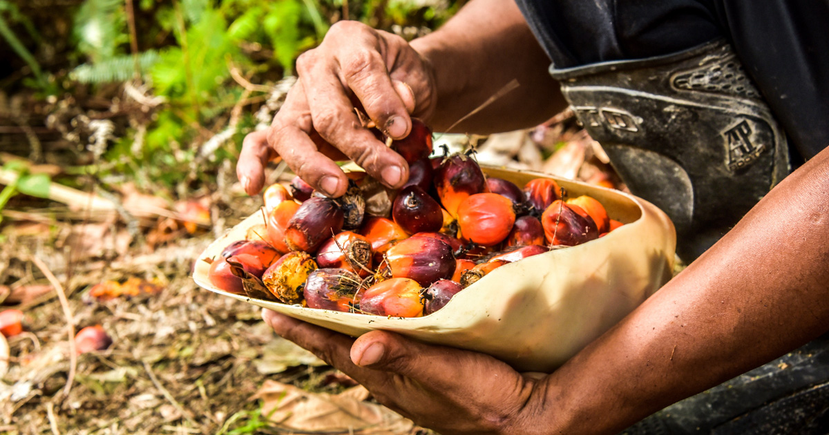 Palm oil economy, EU Deforestation-free Regulation, and FOLU Net Sink ...