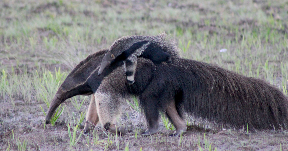 How is sustainable wildlife management finding success in Guyana ...