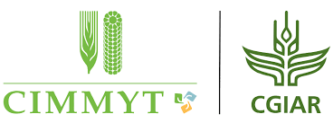 CIMMYT