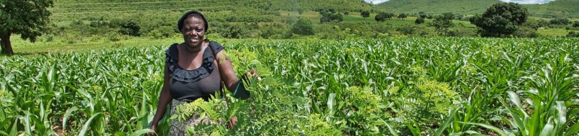 Home - Zambia For Agroforestry, Biodiversity And Climate